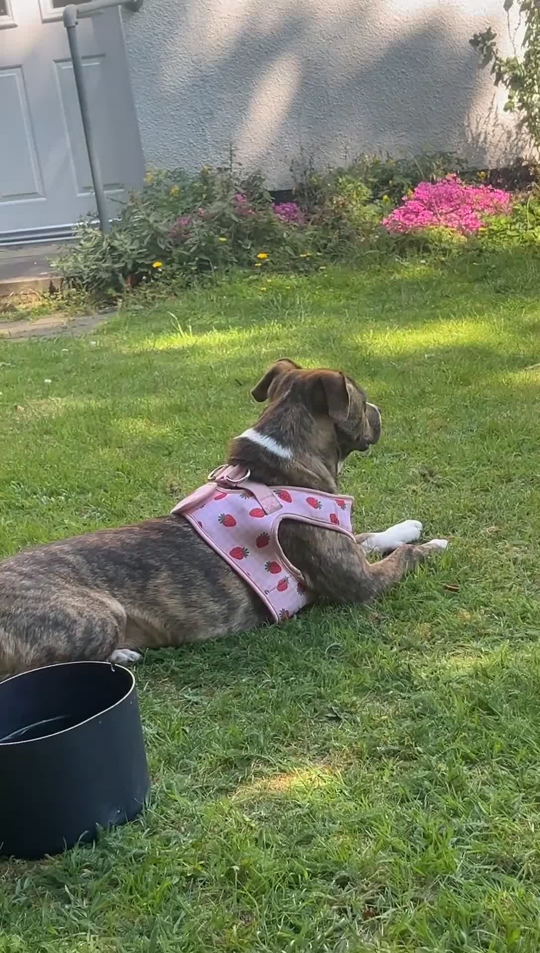 Mixed Breed dogs for sale: Staffy puppy - Video 2