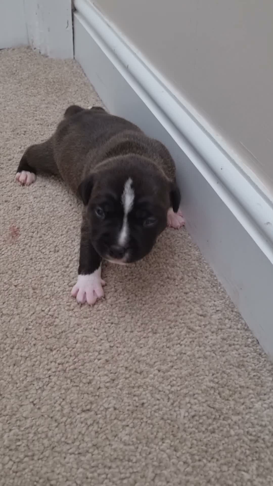 Staffordshire Bull Terrier dogs for sale: Staffy s due on the 23rd - Video 1