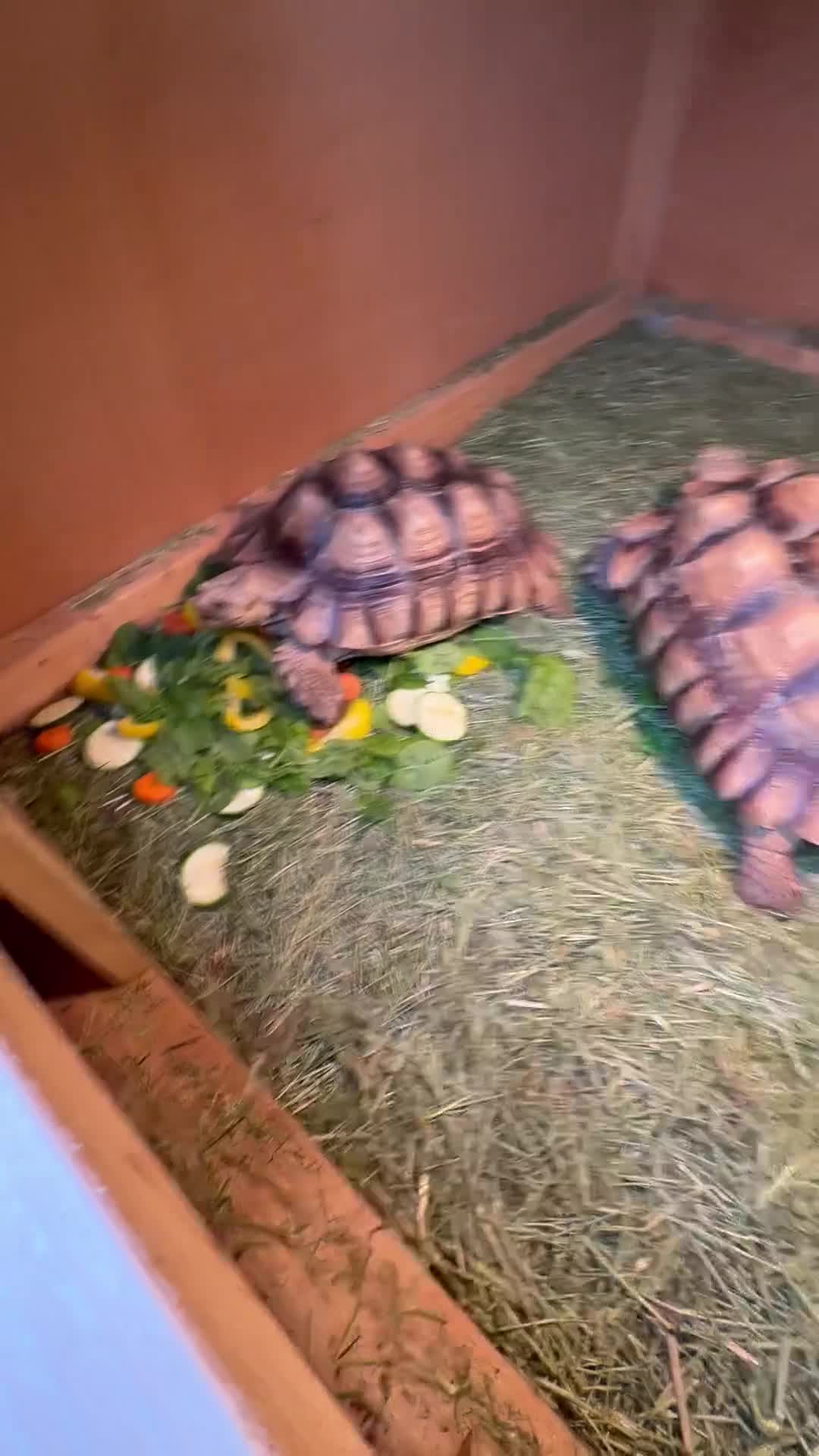 Tortoise reptiles for sale: Giant African Sulcata Pair - Video 1