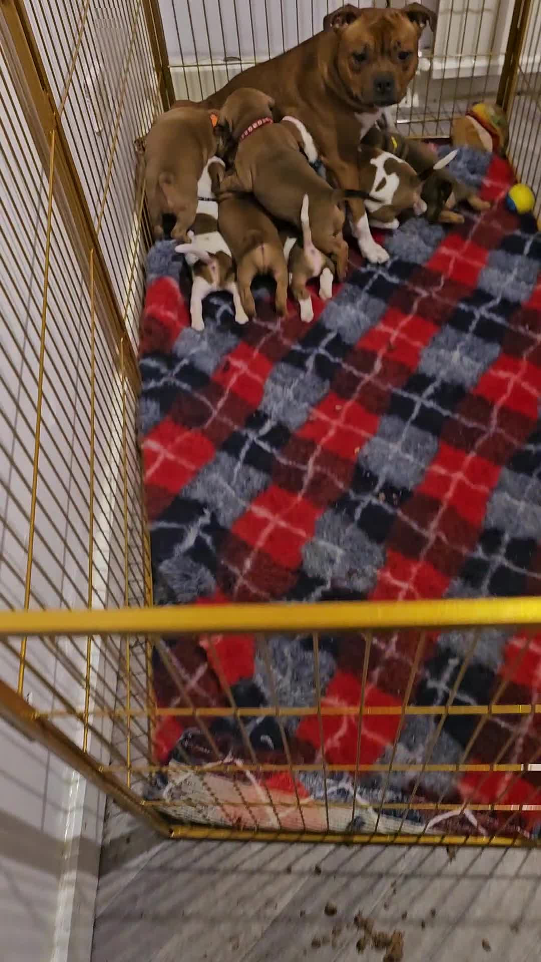 Staffordshire Bull Terrier dogs for sale: 🥨Future Red litter.🥨 - Video 1