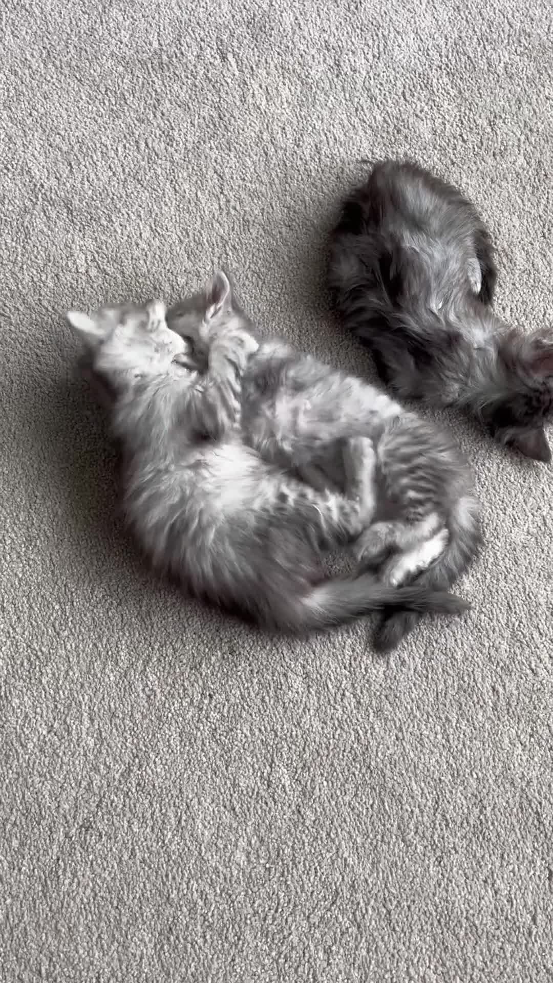 Ragcoon cats for sale: 3 Gorgeous Ragcoons - Video 2