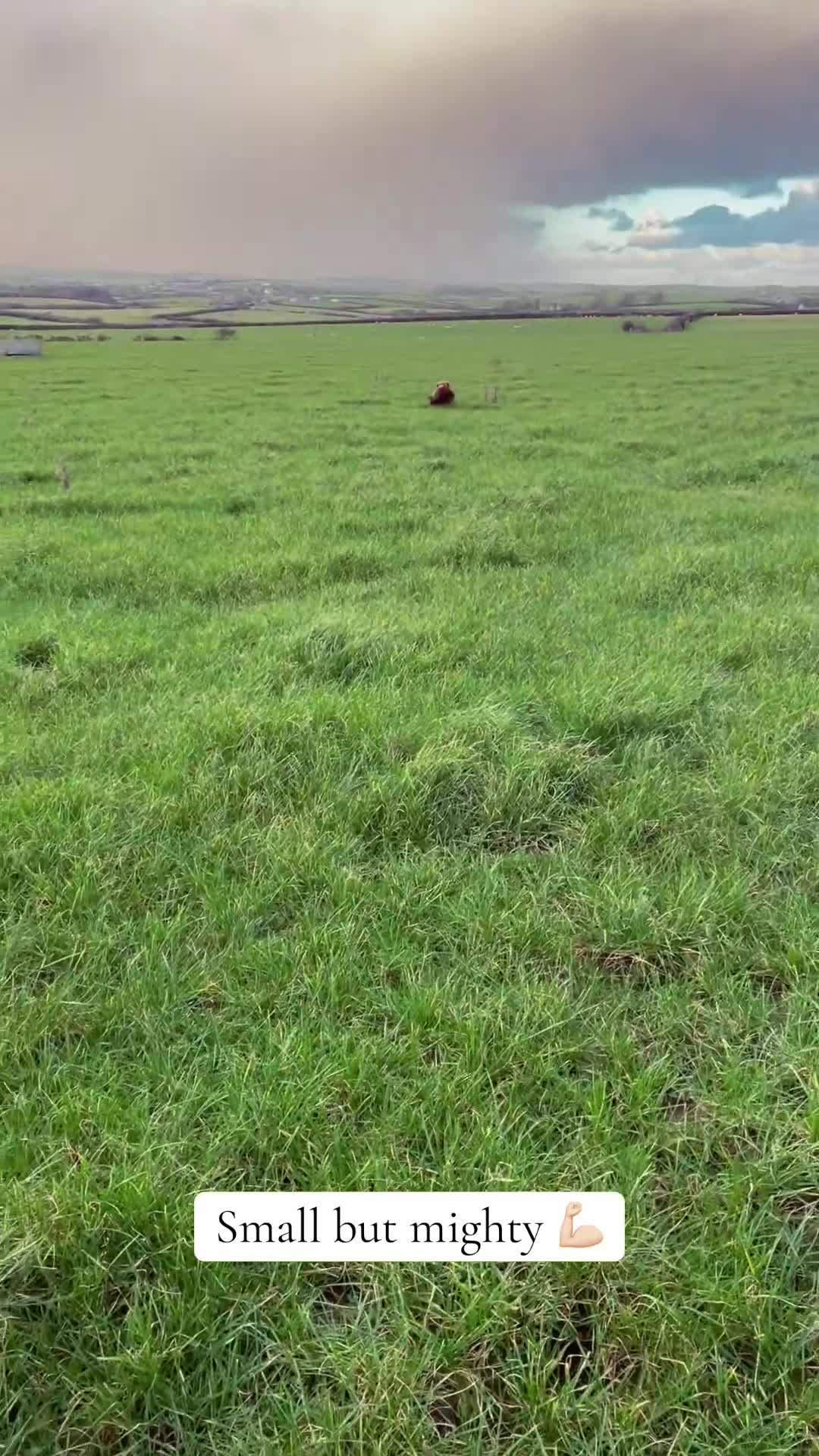 Cocker Spaniel dogs for sale: Legally docked. KC Reg. 4 Cocker spaniels.  - Video 1