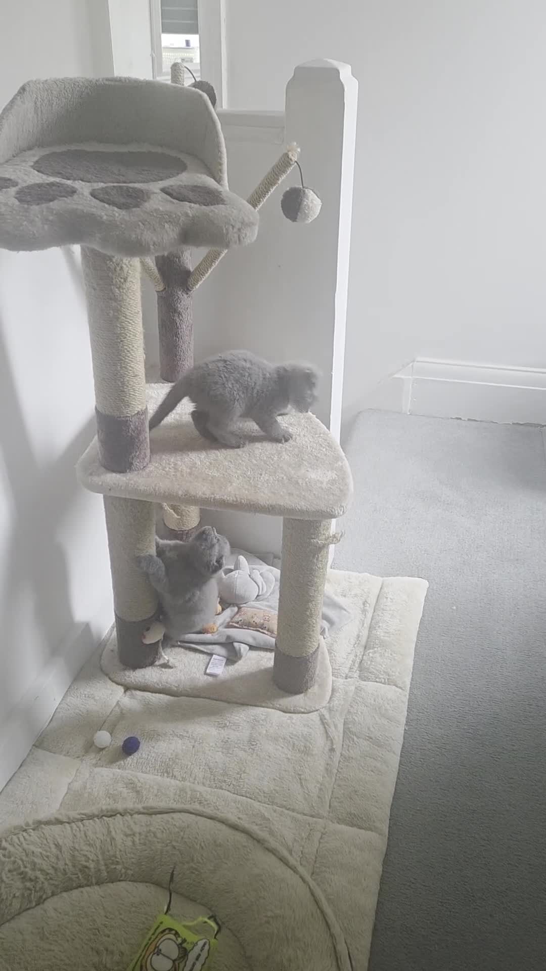 Scottish Fold cats for sale: 2 beautiful Scotish fold girls - Video 2