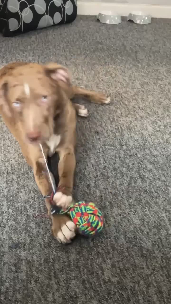 Mixed Breed dogs for sale: Female (milky) - Video 1