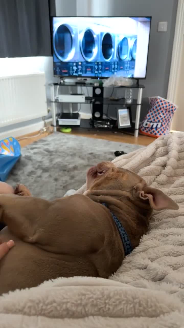 Mixed Breed dogs for sale: Male American bulldog pocket  - Video 2