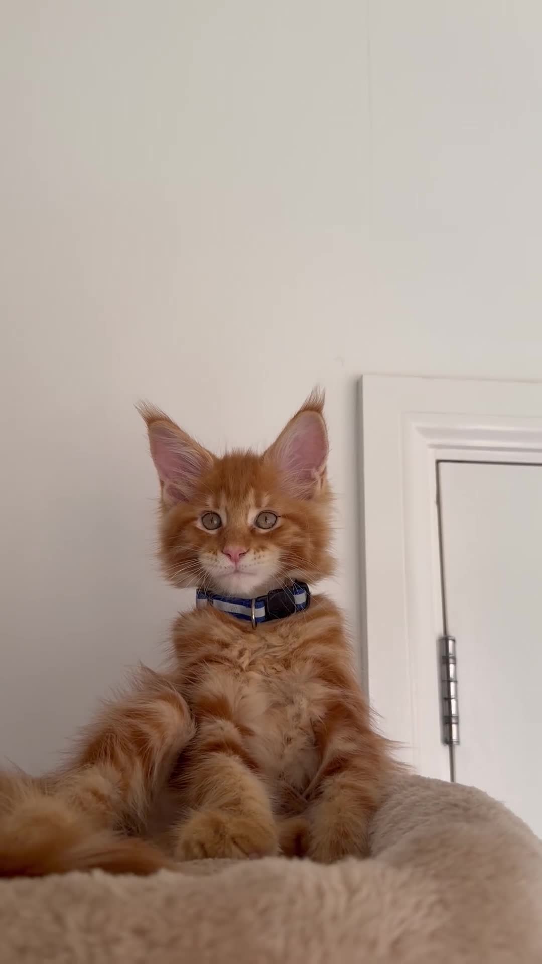 Maine Coon cats for sale: Ready to leave Maine Coon pedigree kittens - Video 2