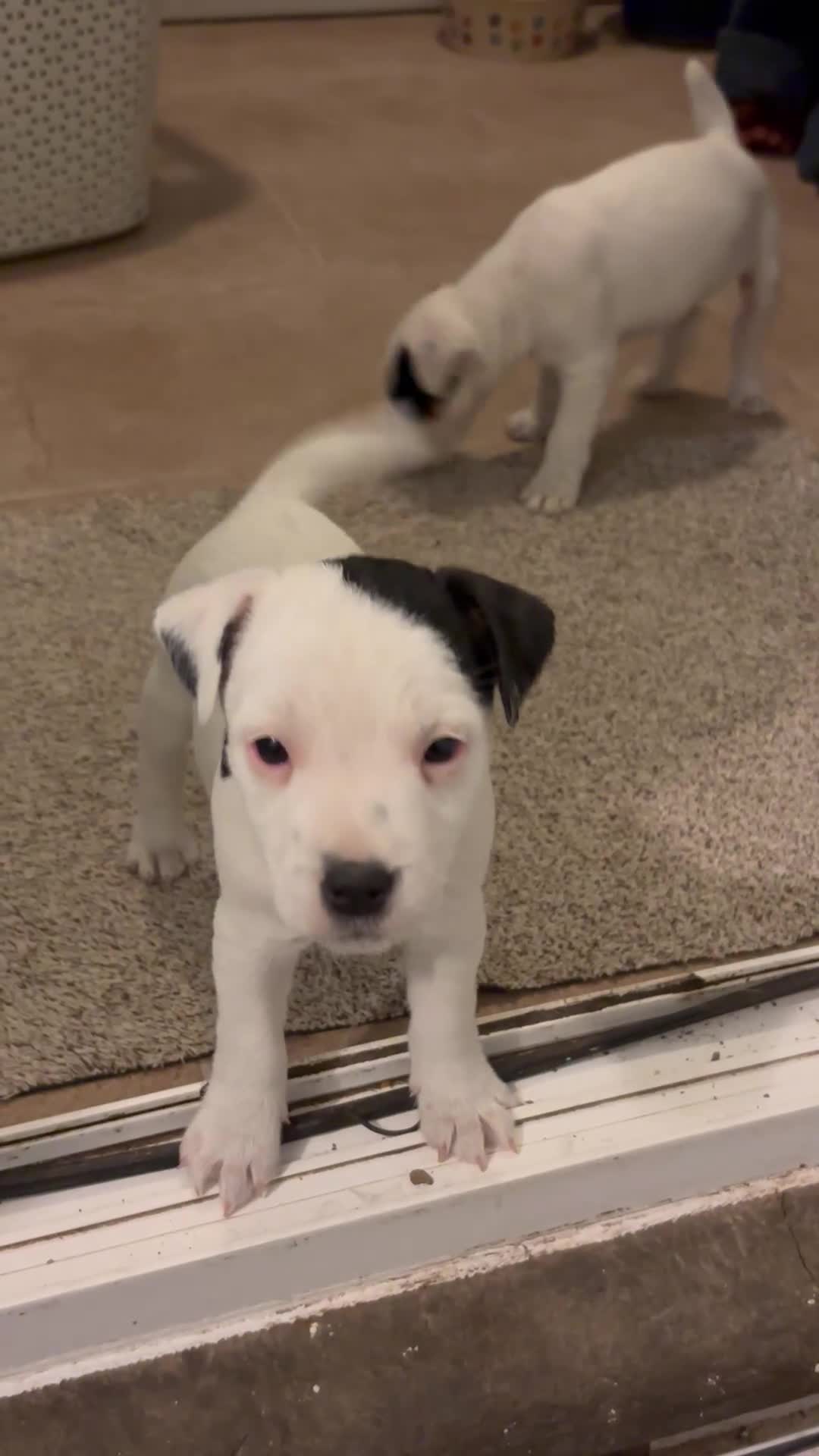 Jack Russell dogs for sale: Beautiful Jack Russell bitch pups in Birmingham - Video 1