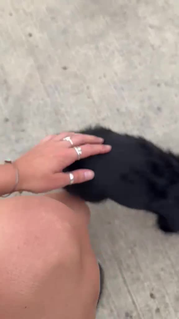 Cocker Spaniel dogs for sale: Cocker spaniel pups - READY NOW  in Whitby - Video 1