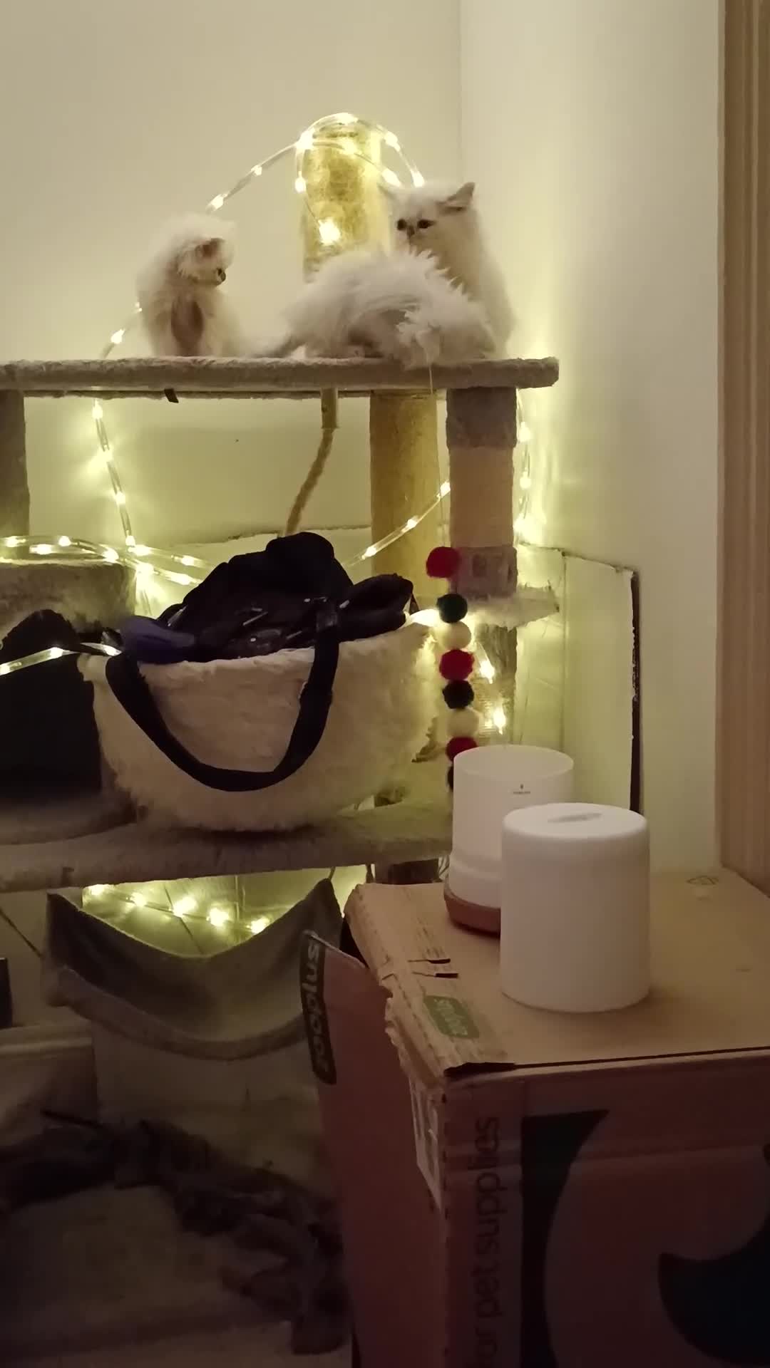 Persian cats for sale: 🍁White black tipped Persian kittens ready now - Video 5