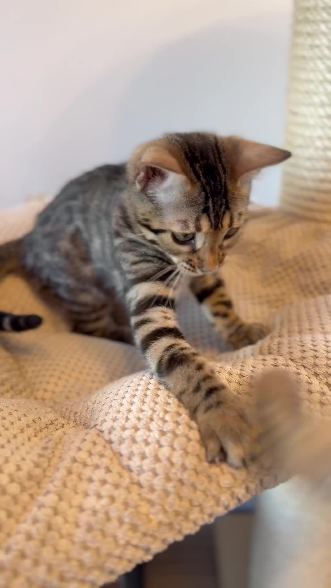 Bengal cats for sale: Exceptional Bengal Kittens Ready Now  - Video 5