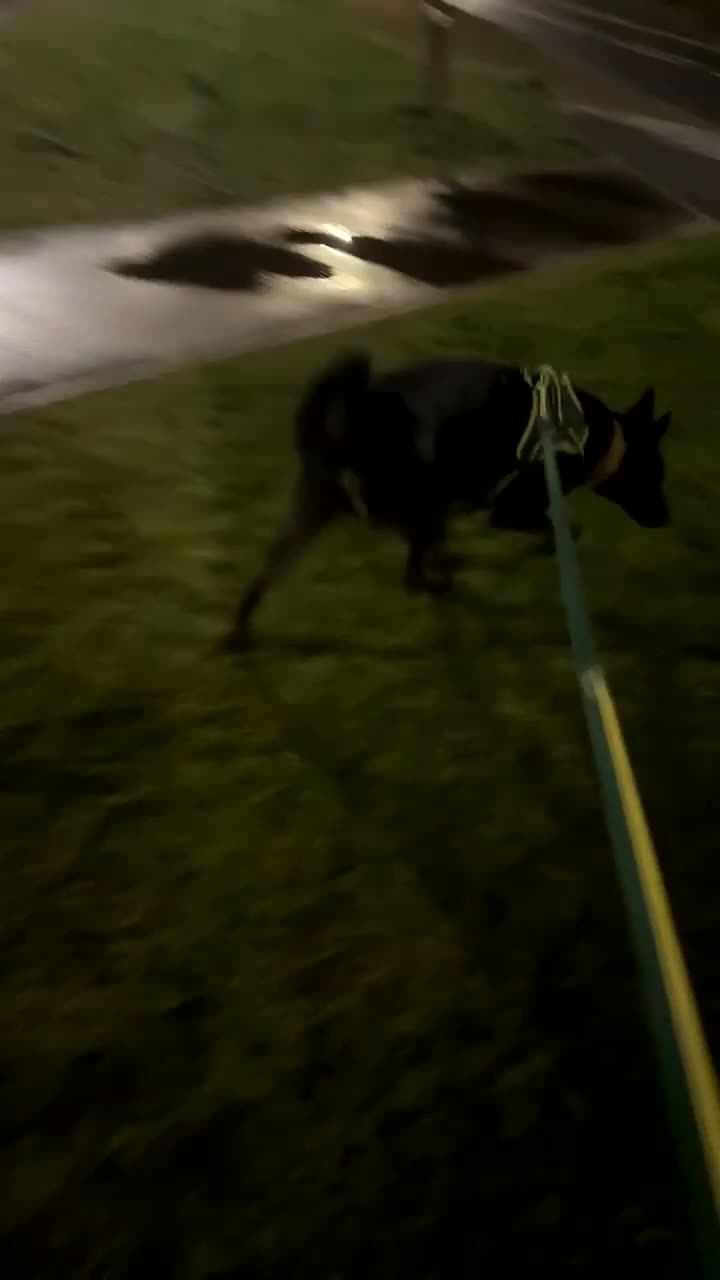 Mixed Breed dogs for sale: German Shepard x doberman - Video 1