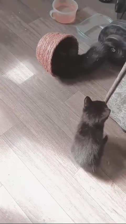 Mixed Breed cats for sale: 2 Female kittens  - Video 1