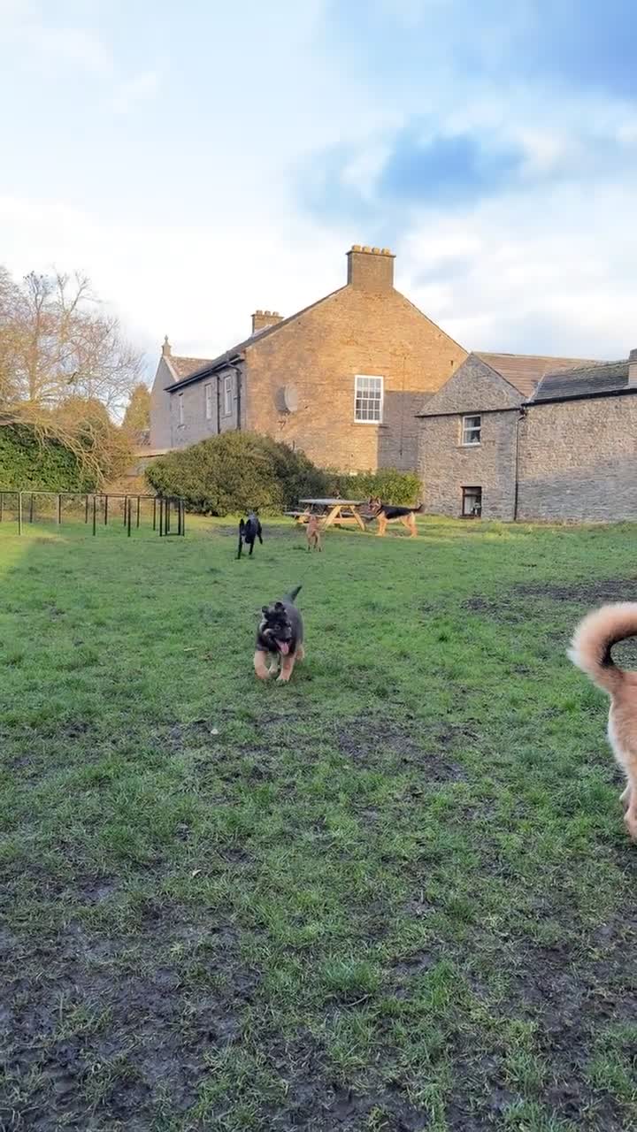 German Shepherd dogs for sale: Female German shepherd puppies  - Video 4