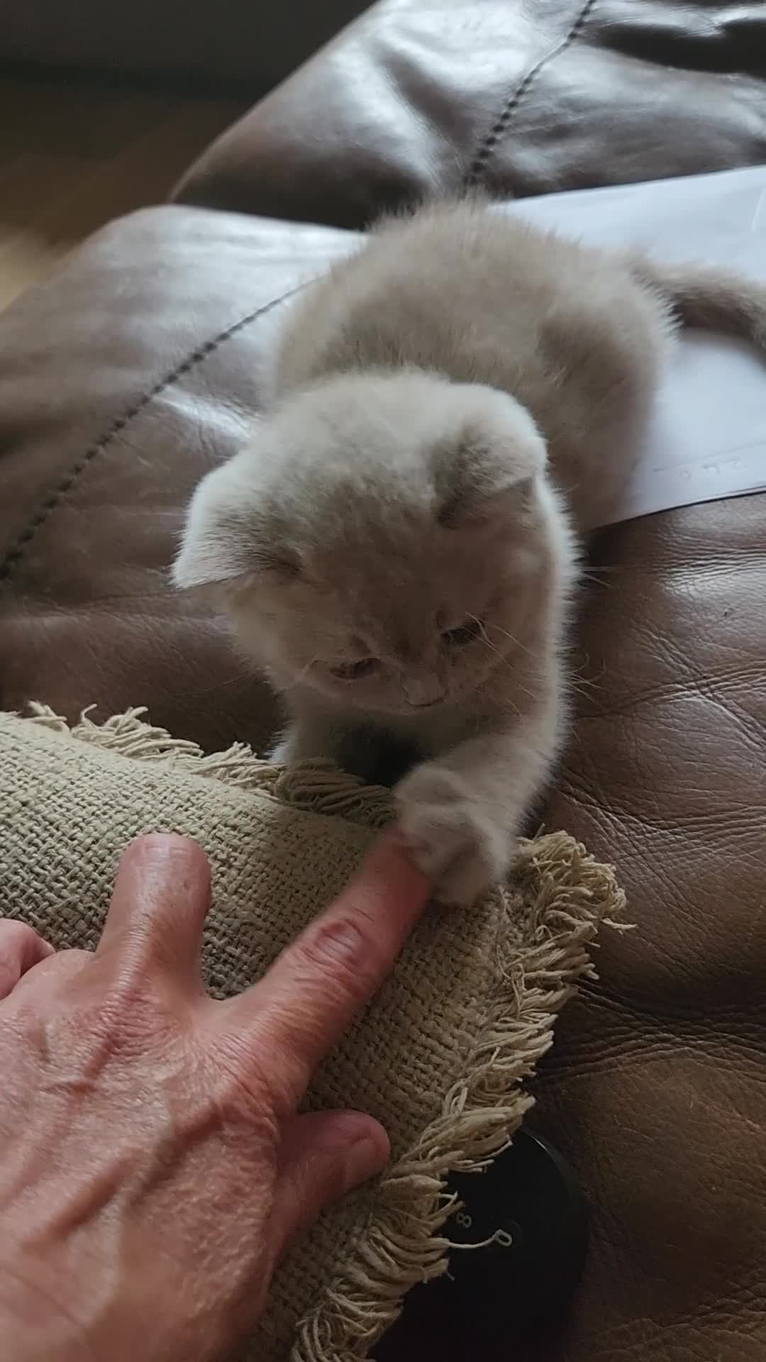 British Shorthair cats for sale: Gorgeous Fawn British shorthair  - Video 1