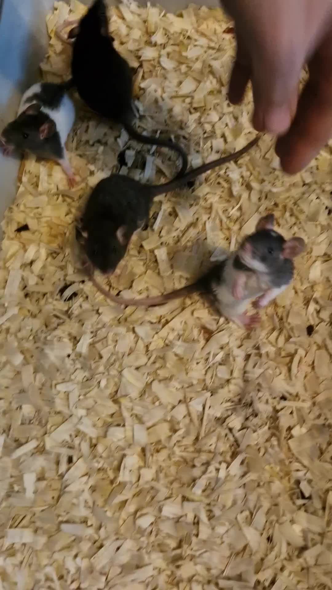 Rat rodents for sale: 4 beautiful Male Rats - Video 1