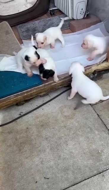 Jack Russell dogs for sale: Jack russell puppys - Video 1