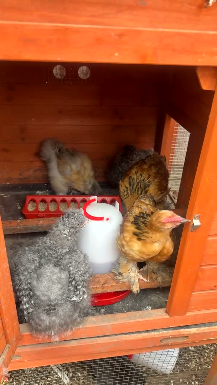 Chickens poultry for sale: Mixed silkies  - Video 2
