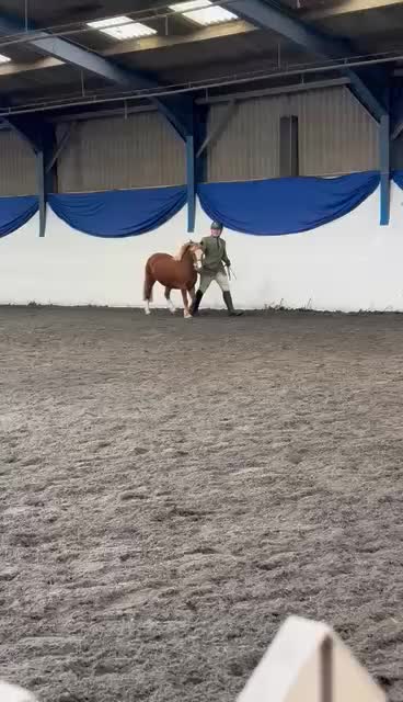 Welsh Section A horses for sale: Welsh section a mare  - Video 1