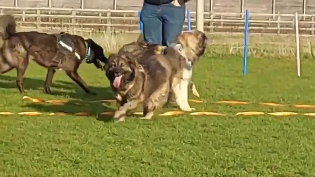 Mixed Breed dogs for adoption: Paddington the Bear - Video 2