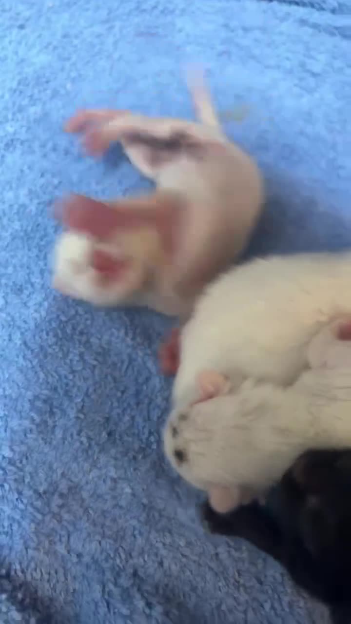Mixed Breed cats for sale: 5 kittens just been born  - Video 1