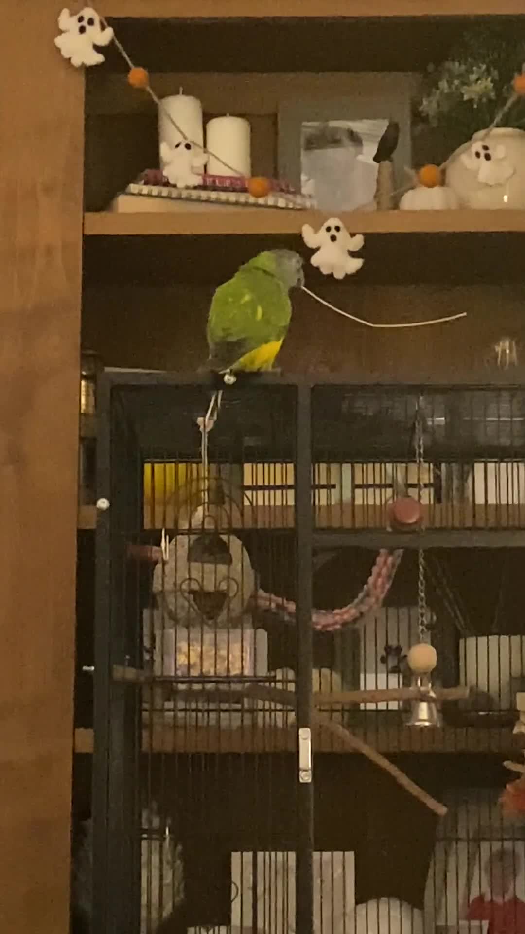 Parrots birds for sale: Beautiful Senegal Parrot & cage - Video 1