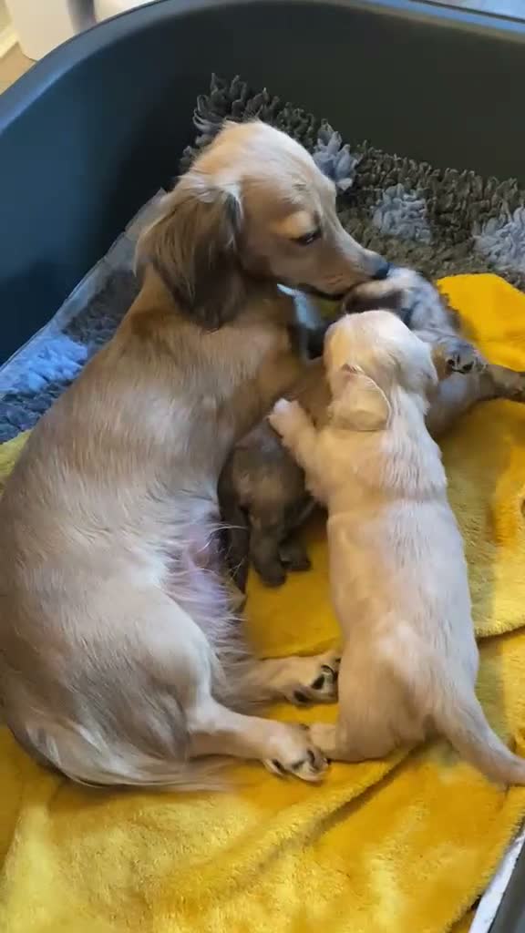 Miniature Dachshund dogs for sale: Exceptional KC Registered Miniature Dachshunds  - Video 1