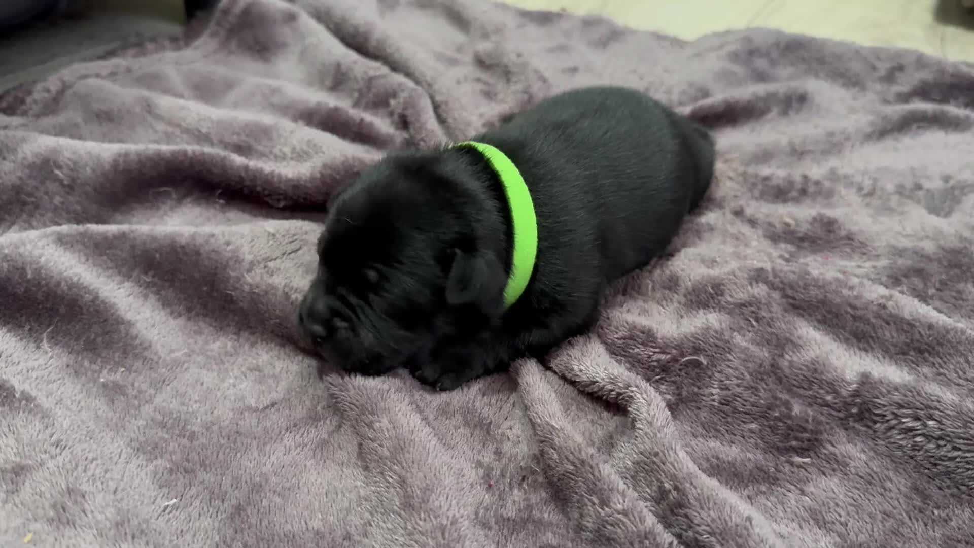 Staffordshire Bull Terrier dogs for sale: Staffys Puppies   25+ Champions ( Show Quality ) - Video 1