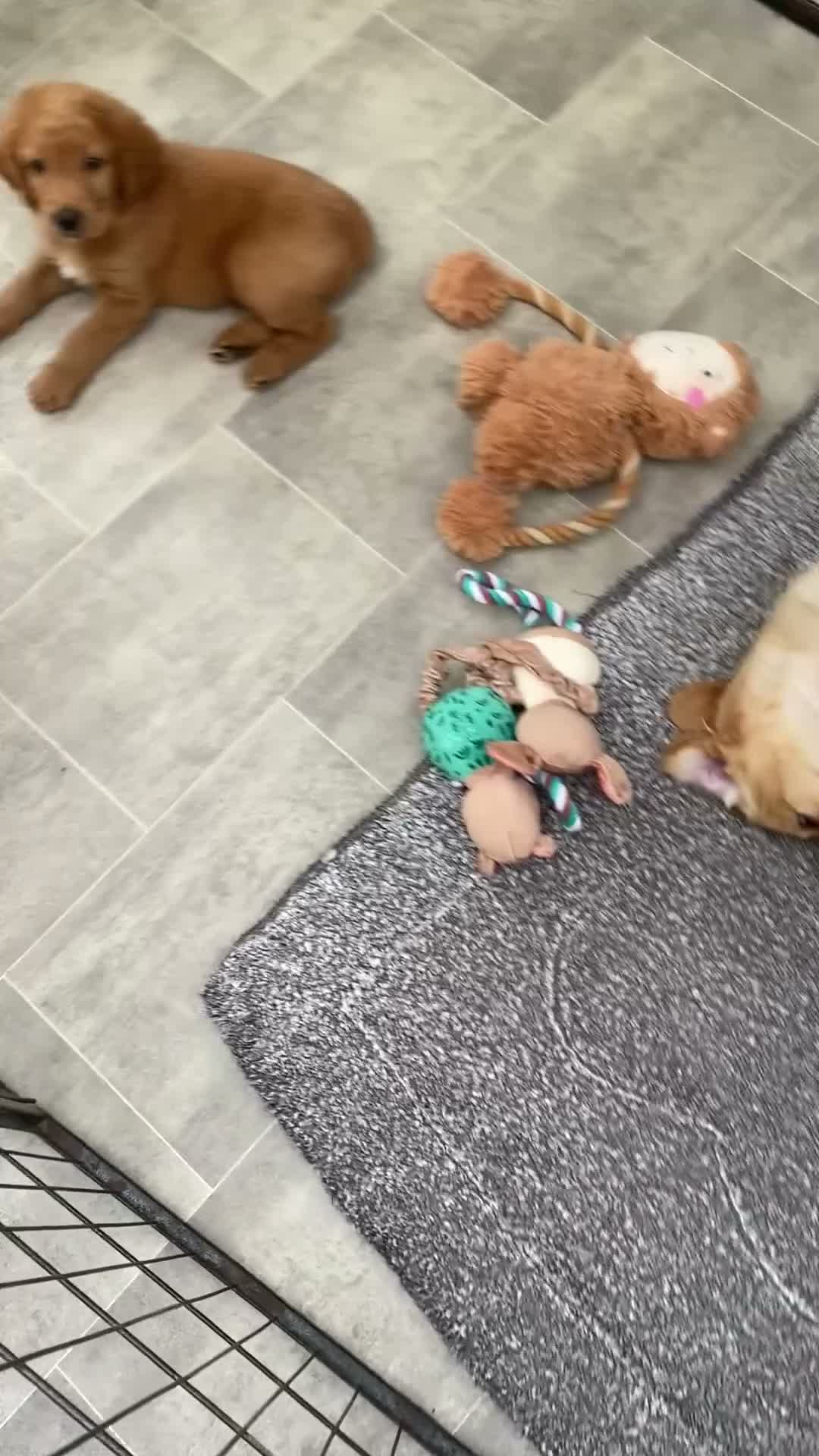 Labradoodle dogs for sale: Miniature Red Labradoodles - Video 1