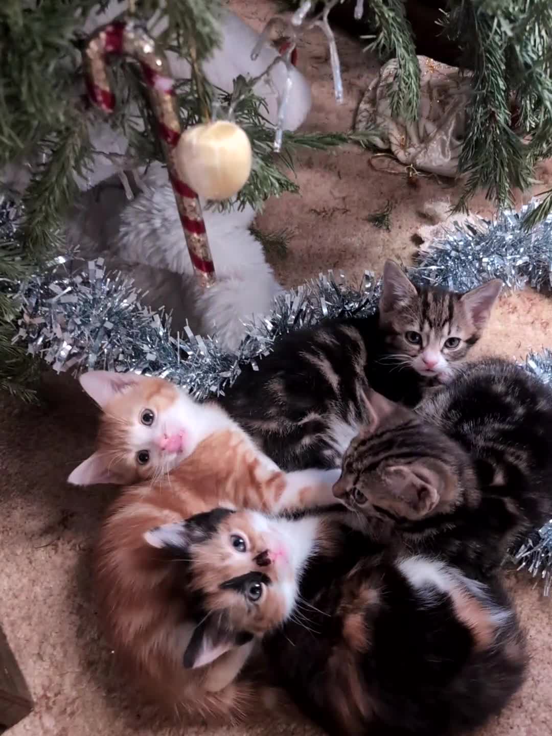 Mixed Breed cats for sale: 4 kittens looking for new home - Video 1