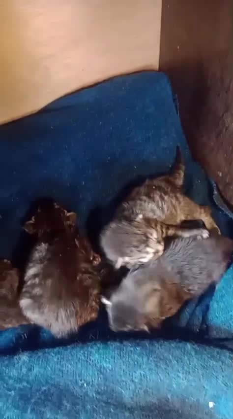 Maine Coon cats for sale: Maine Coon Kittens - Video 2