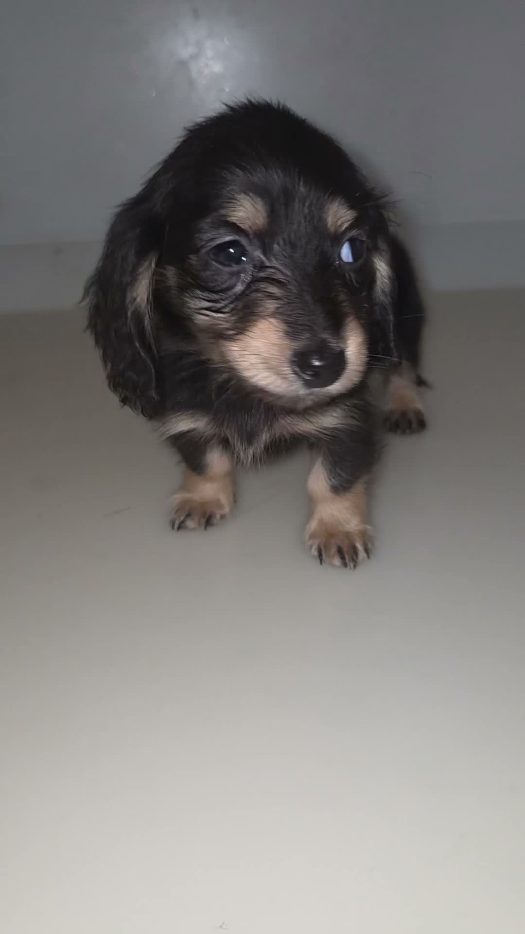 Miniature Dachshund dogs for sale: True longhaired minature dachshunds  - Video 3