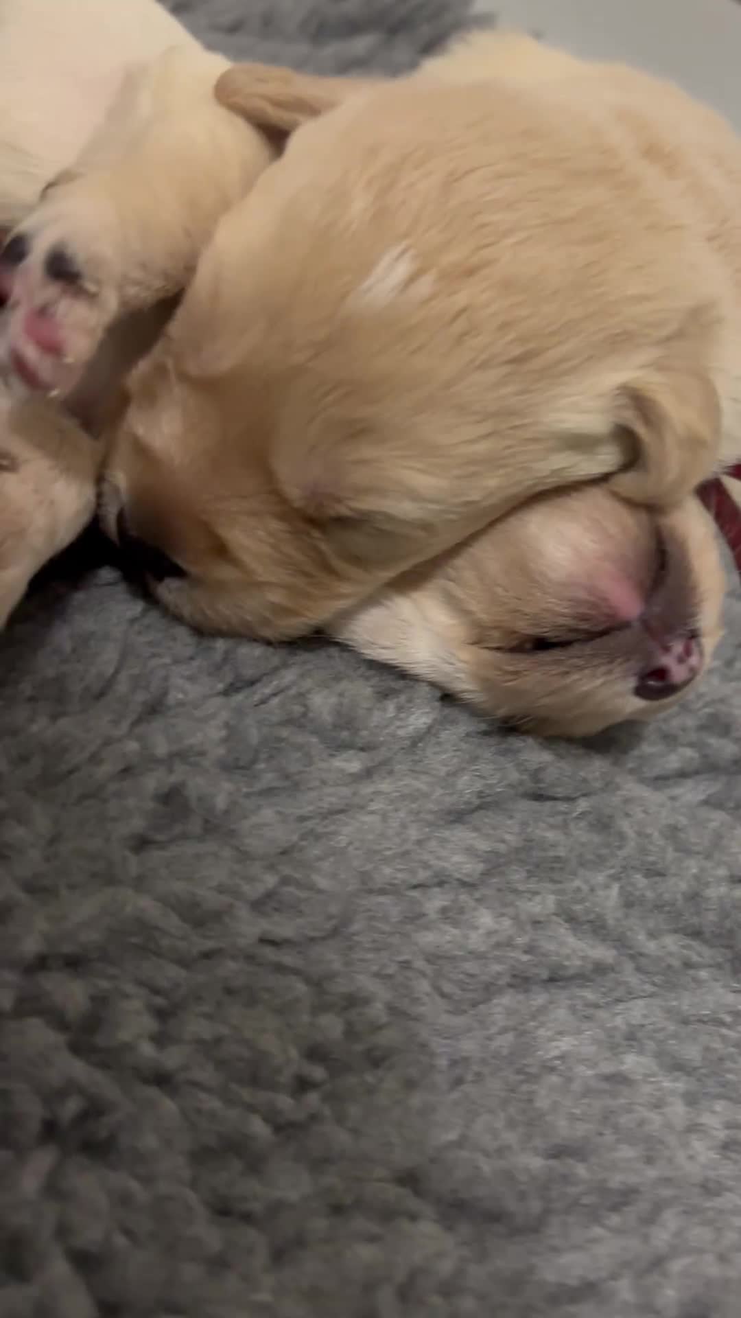 Labradoodle dogs for sale: F1 labradoodle pup. Parents health tested & KC reg - Video 4
