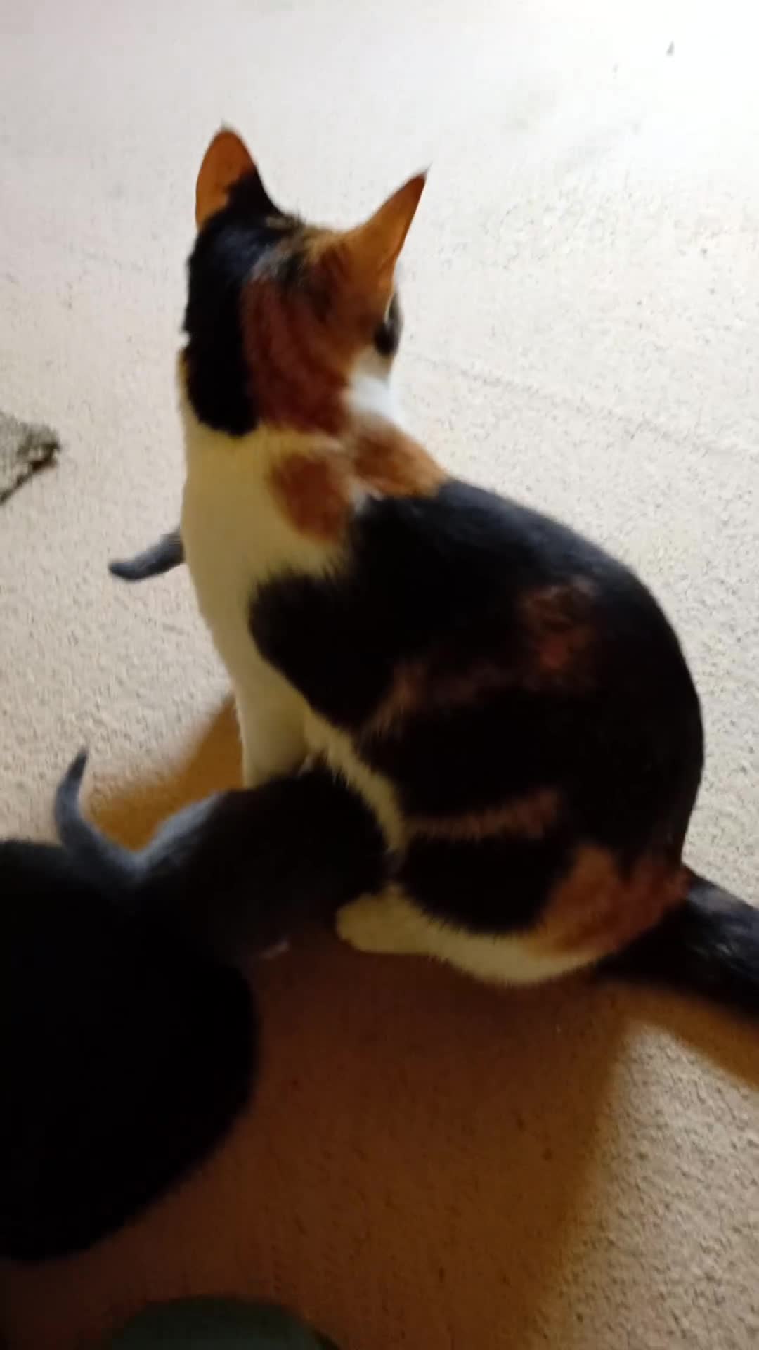 Mixed Breed cats for sale: Last male smoky grey kitten - Video 1