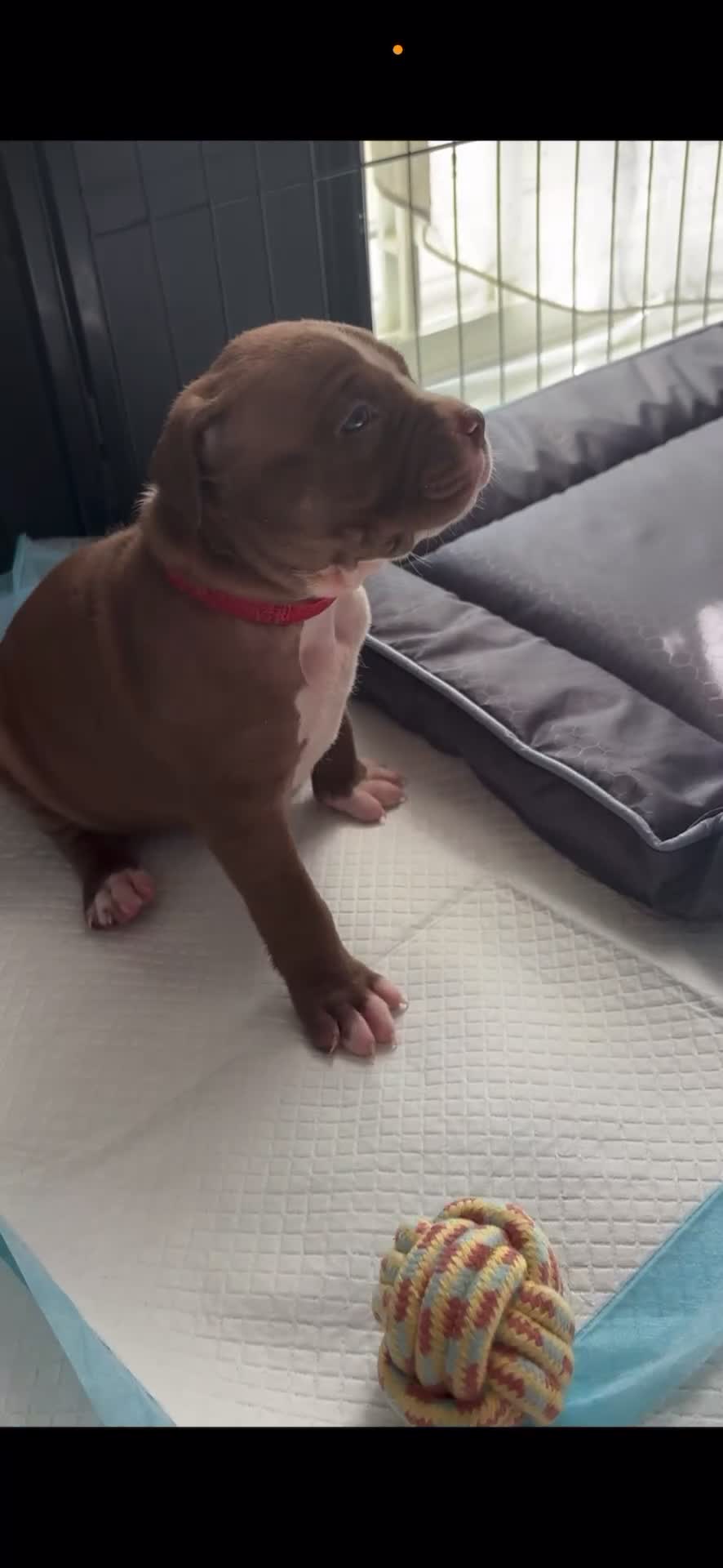 Mixed Breed dogs for sale: American Bulldog X Mastiff mix  - Video 2