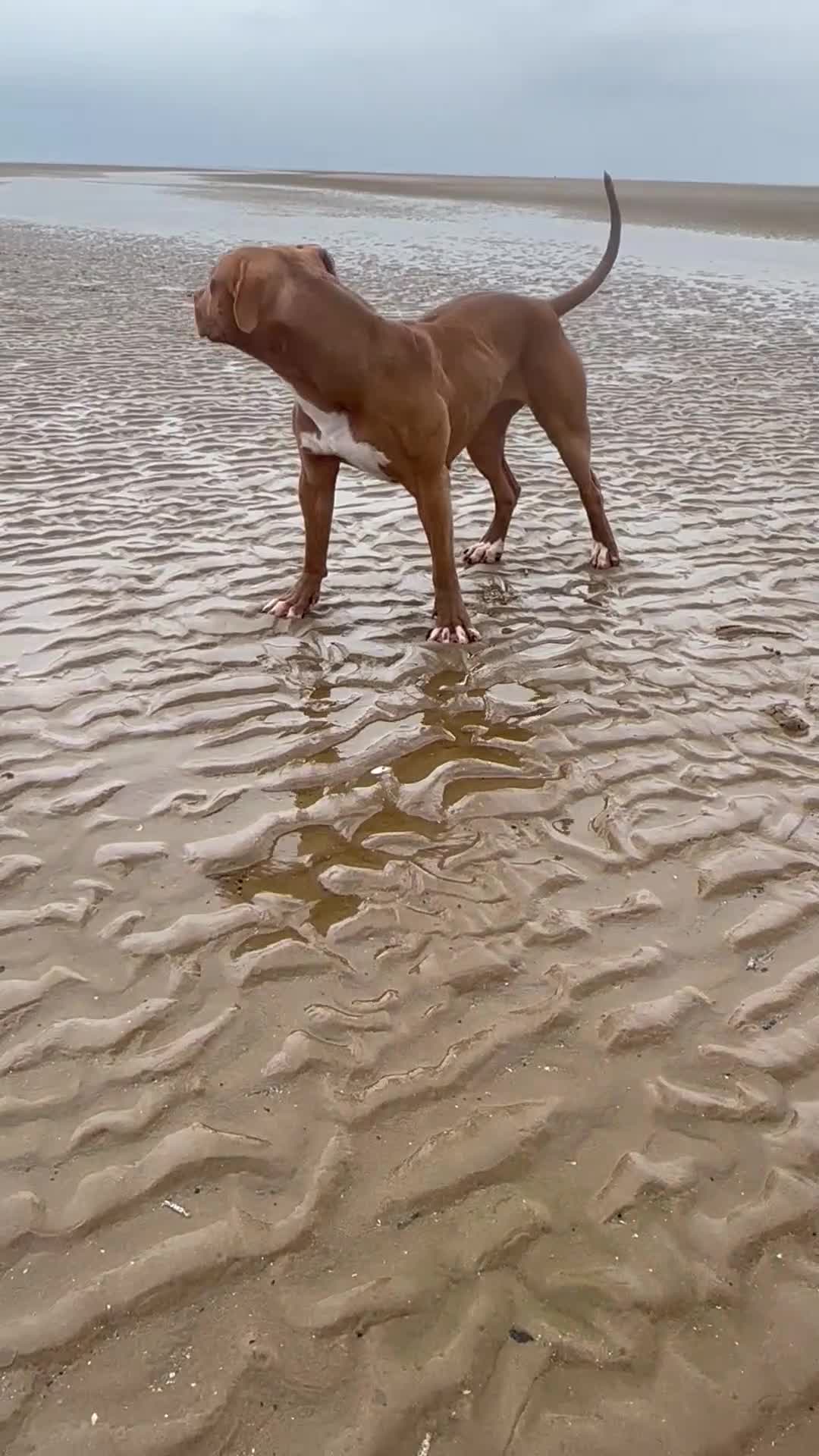 American Bull Staffy dogs for sale: Loving female for adoption  - Video 1