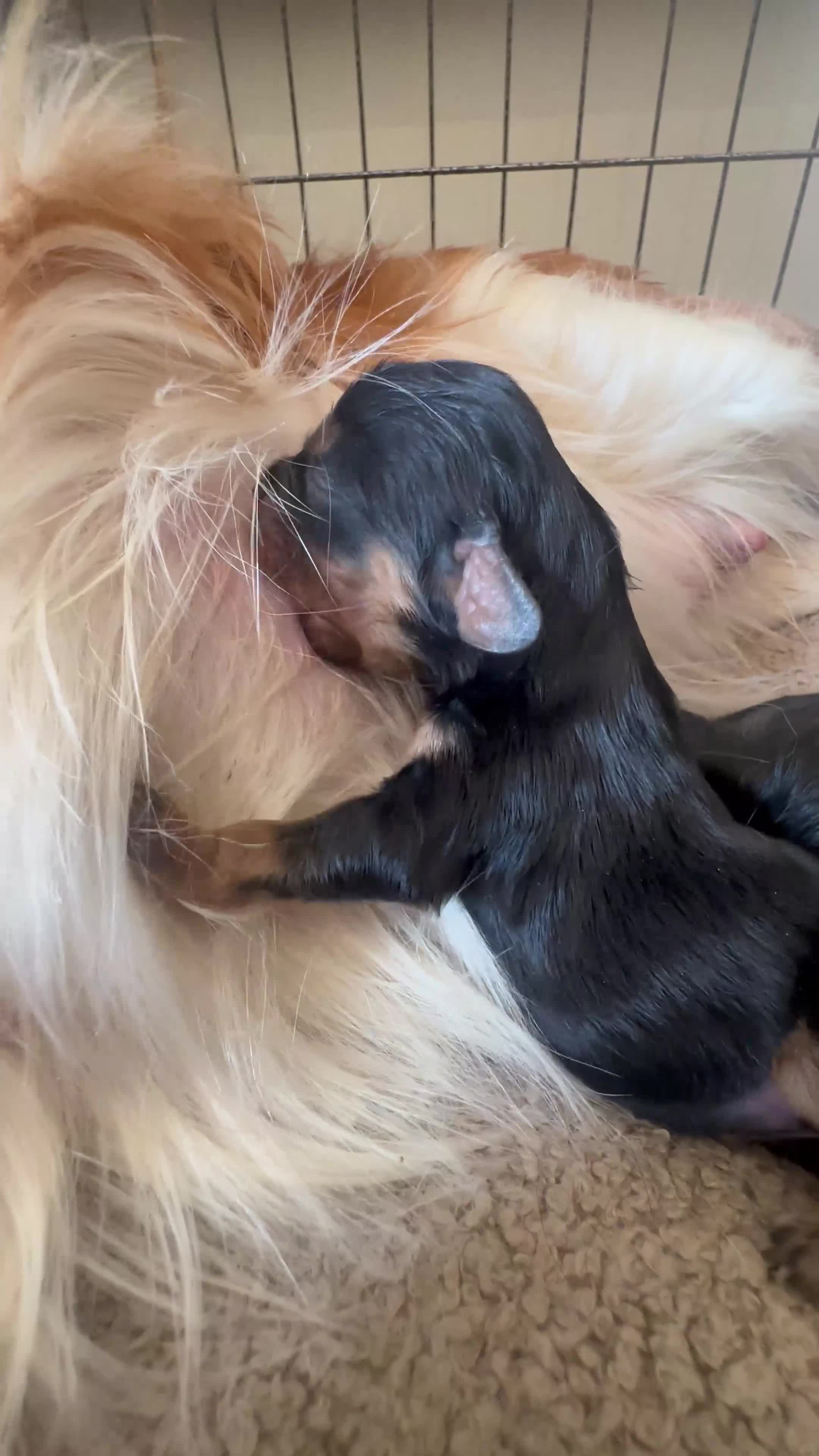 Cavalier King Charles Spaniel dogs for sale: Beautiful Cavalier King Charles Spaniel Puppies - Video 1