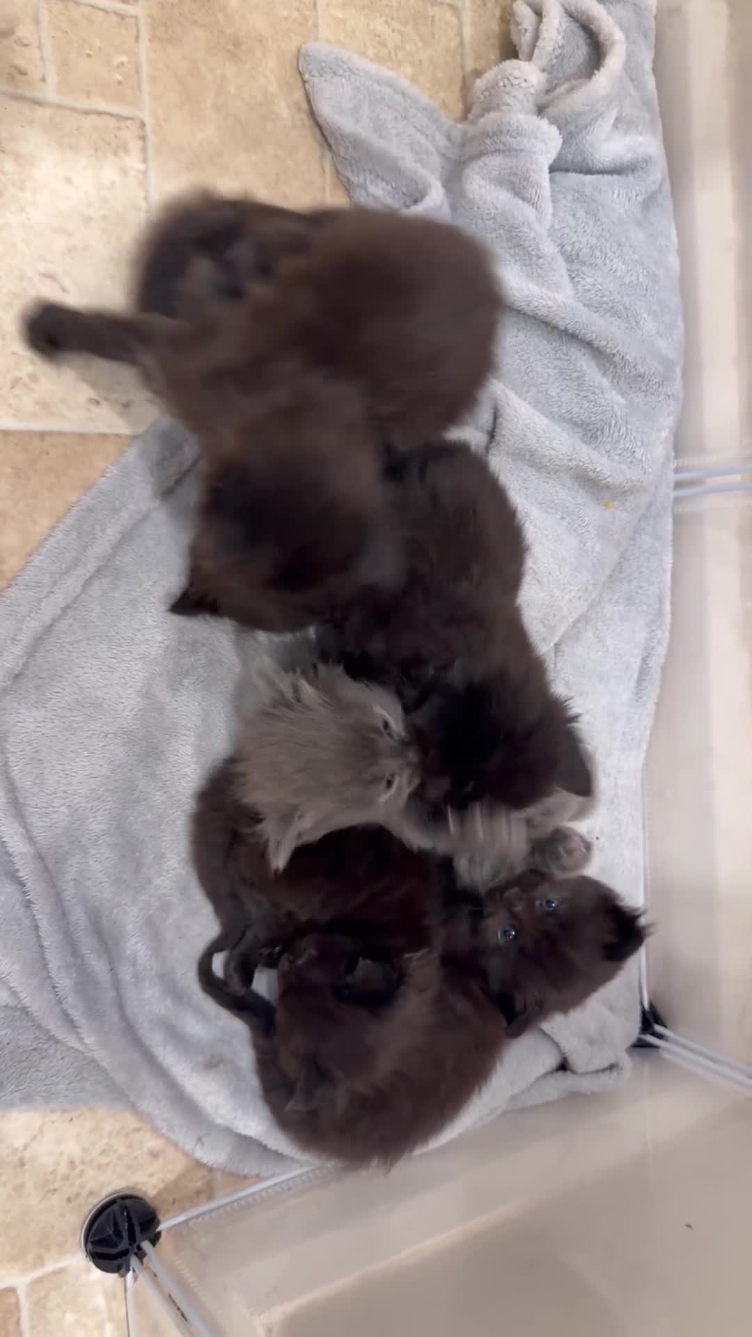 Ragdoll cats for sale: Ragdoll maincoon cross - Video 1