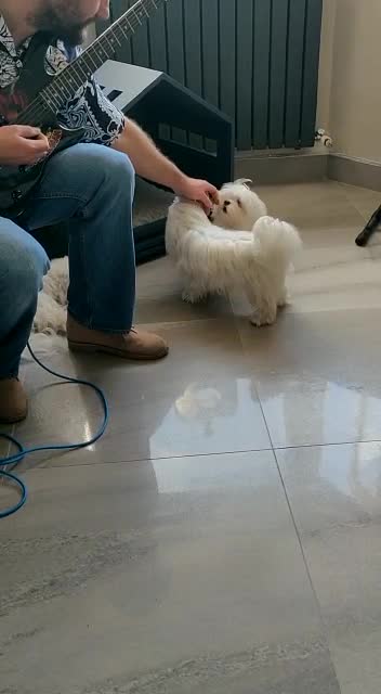 Maltese dogs for stud:  KC Maltese stud Korean line  in Derby - Video 1