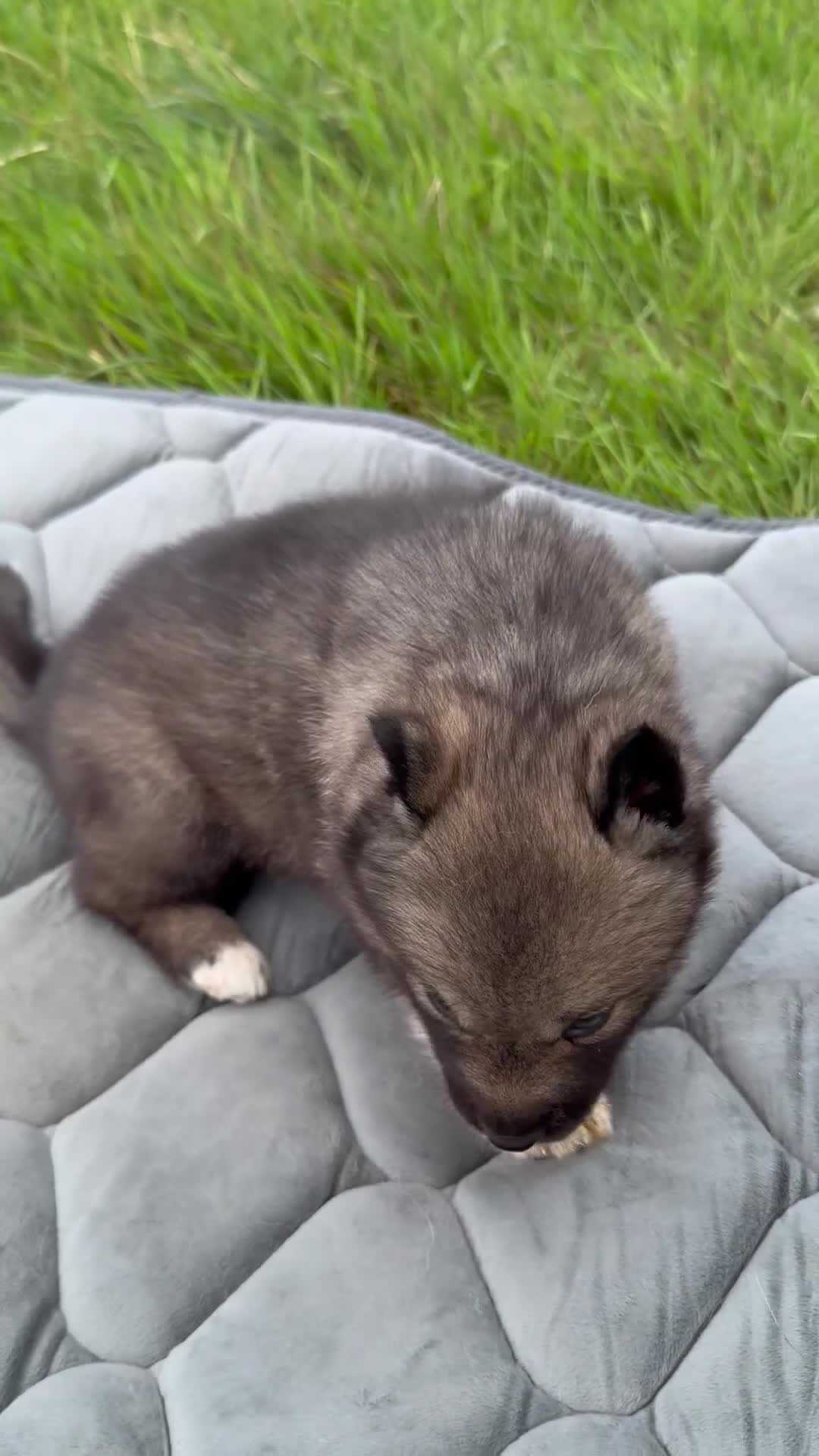 Siberian Husky dogs for sale: Gorgeous Siberian Husly puppies  - Video 1
