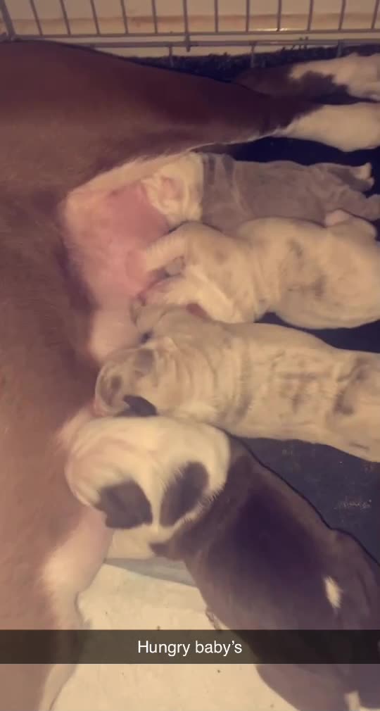 Old Tyme Bulldog dogs for stud: 💚ZUES OLD TYME LILAC TRI MERLE STUD 💚 in Barnsley - Video 1