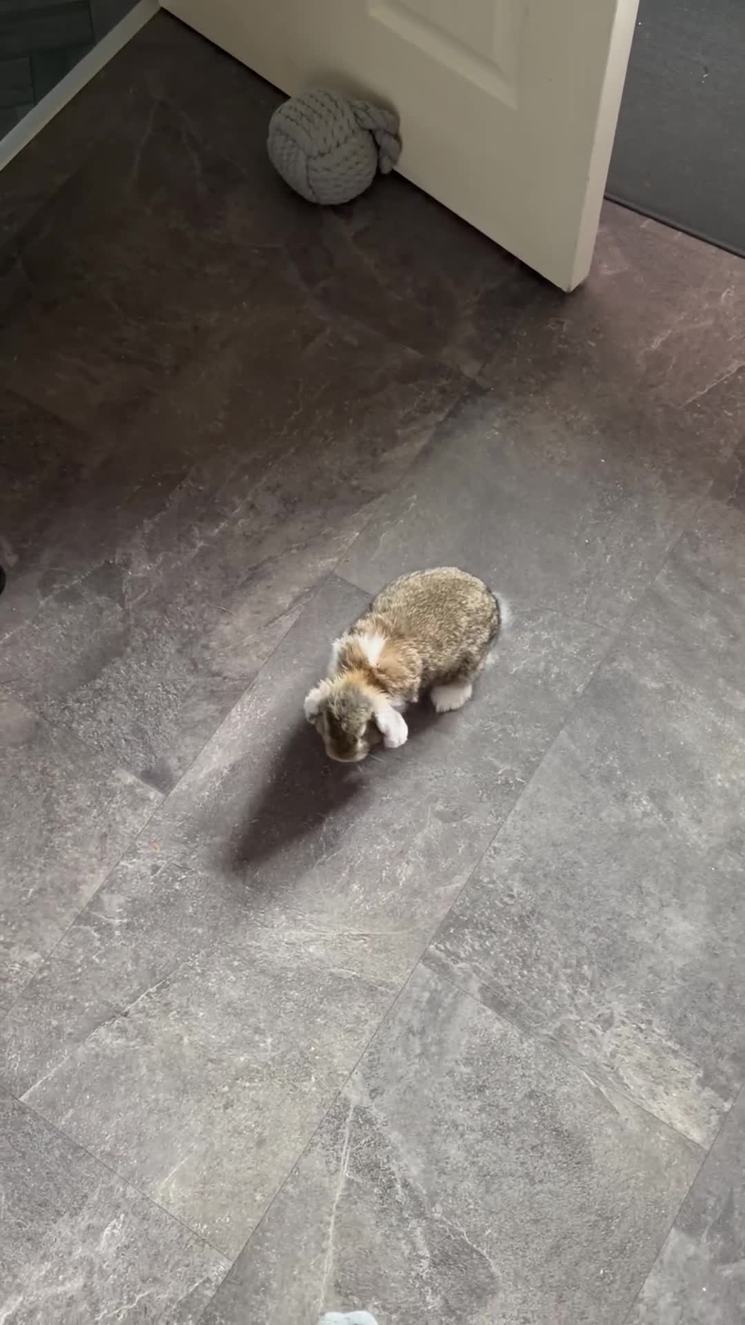 Mini Lop rabbits for sale: Mini lops - Video 1