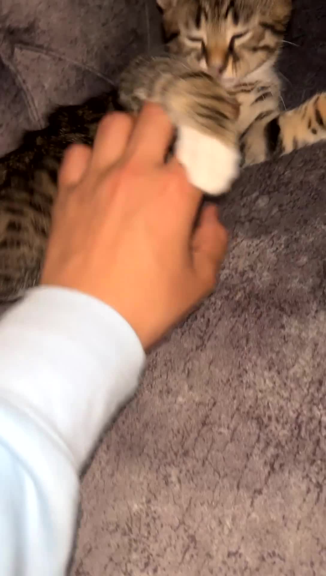 Domestic Shorthair cats for sale: Gorgeous kittens tabby and black  - Video 1
