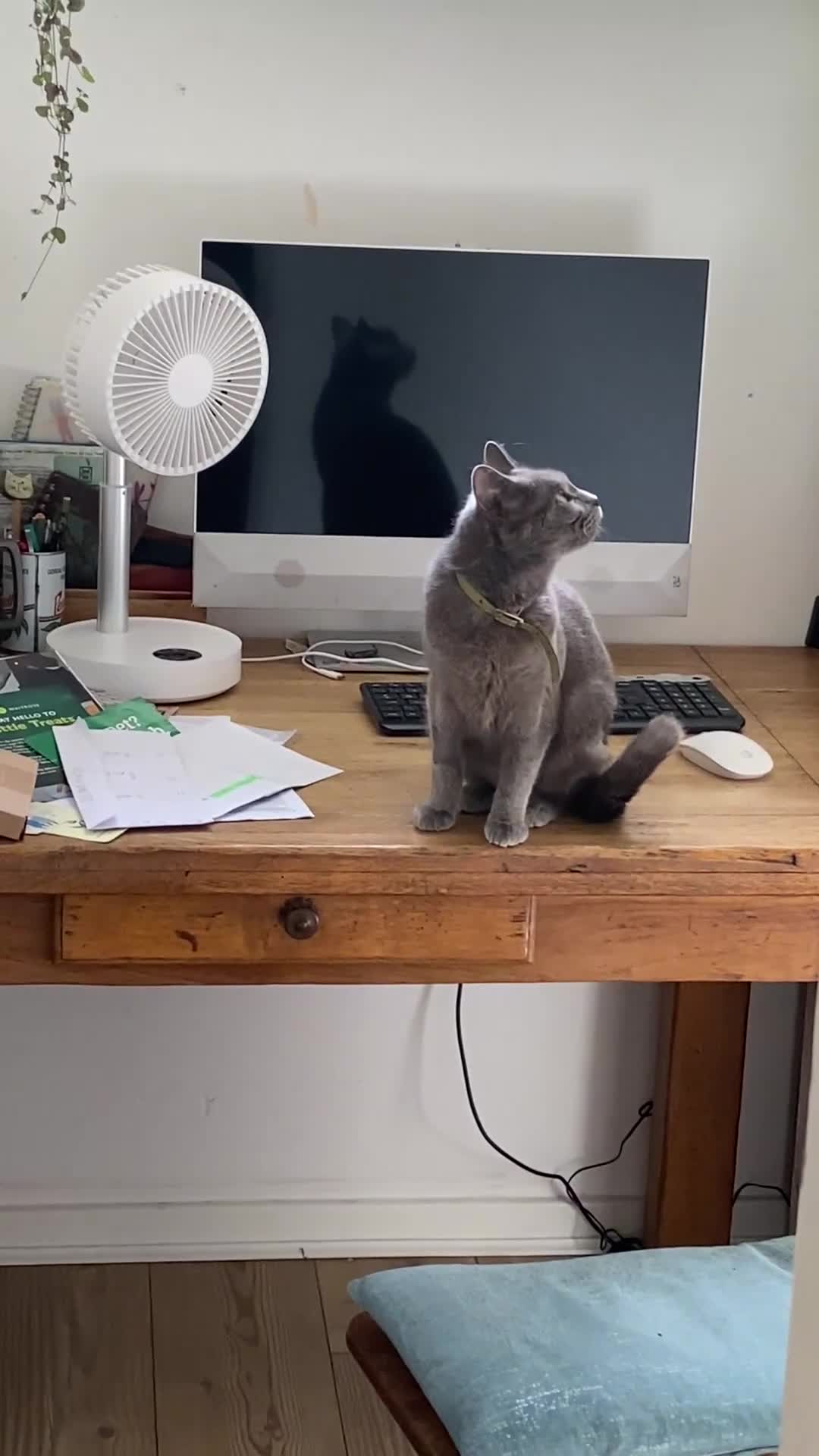 Mixed Breed cats for sale: Russian Blue X Chatreaux  Aged 5 - Video 1