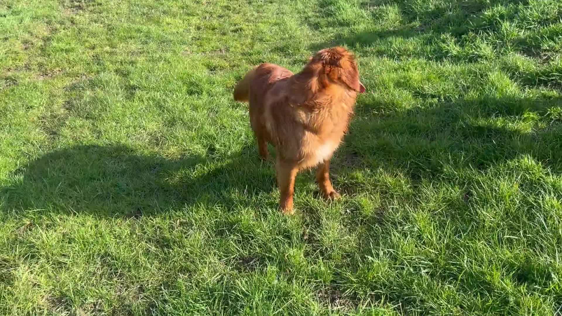 Golden Retriever dogs for sale: MALE. DNA CLEAR. PARENTS HIP ELBOW PERFECT  - Video 2