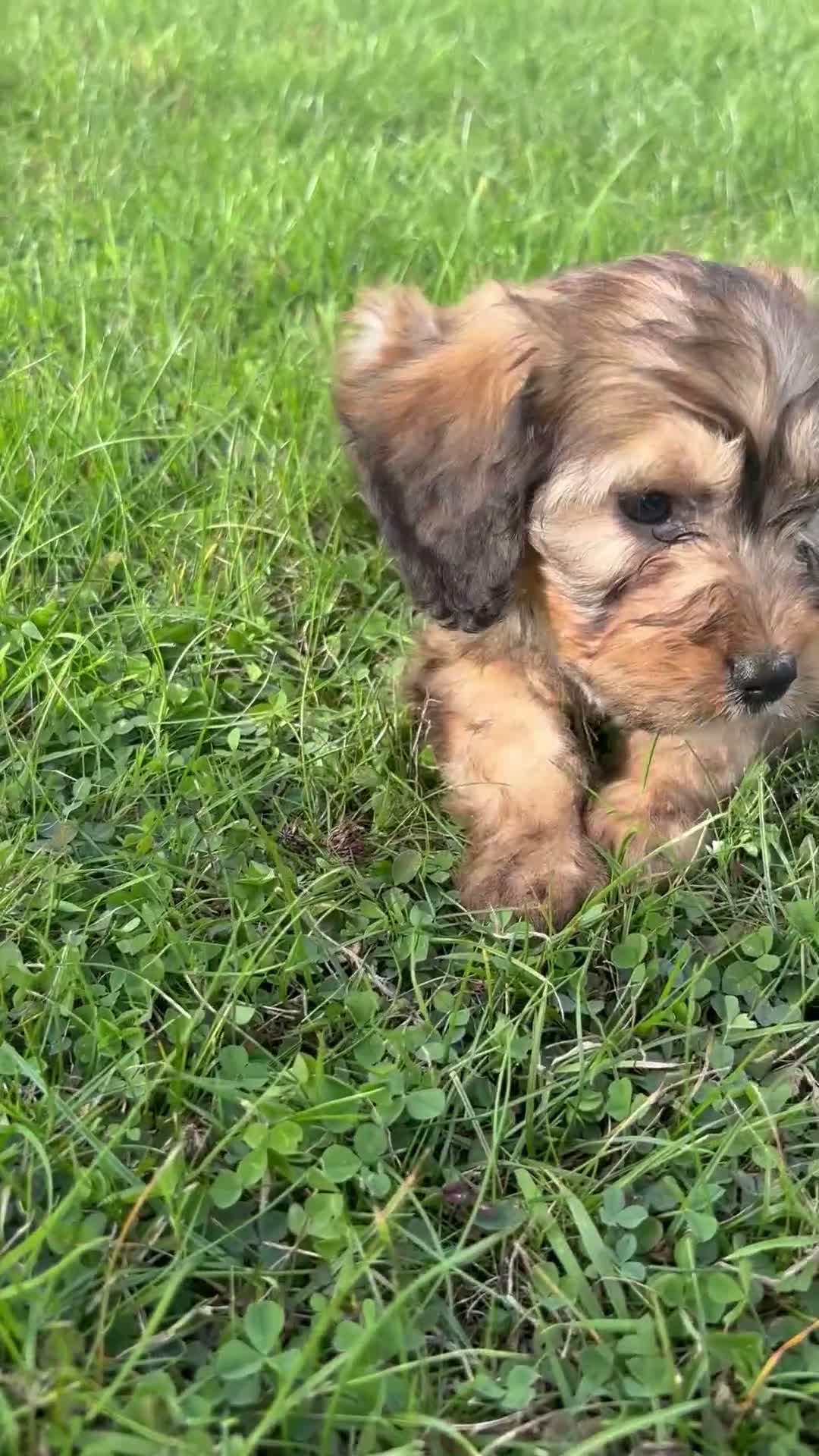 Cockapoo dogs for sale: F1 Cockapoo Puppies KC Parents DNA Tested Dad - Video 1
