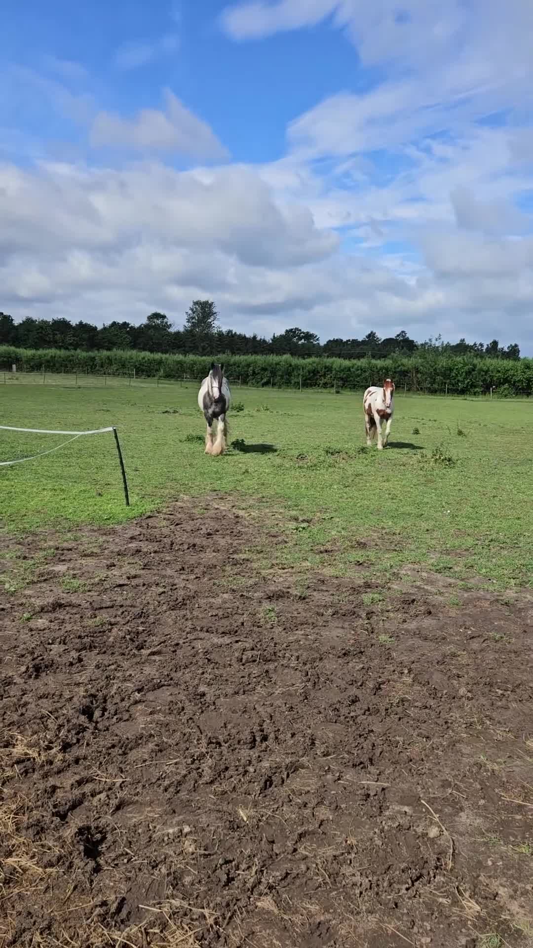 Other Breed horses for sale: Maxi cob gelding  - Video 2