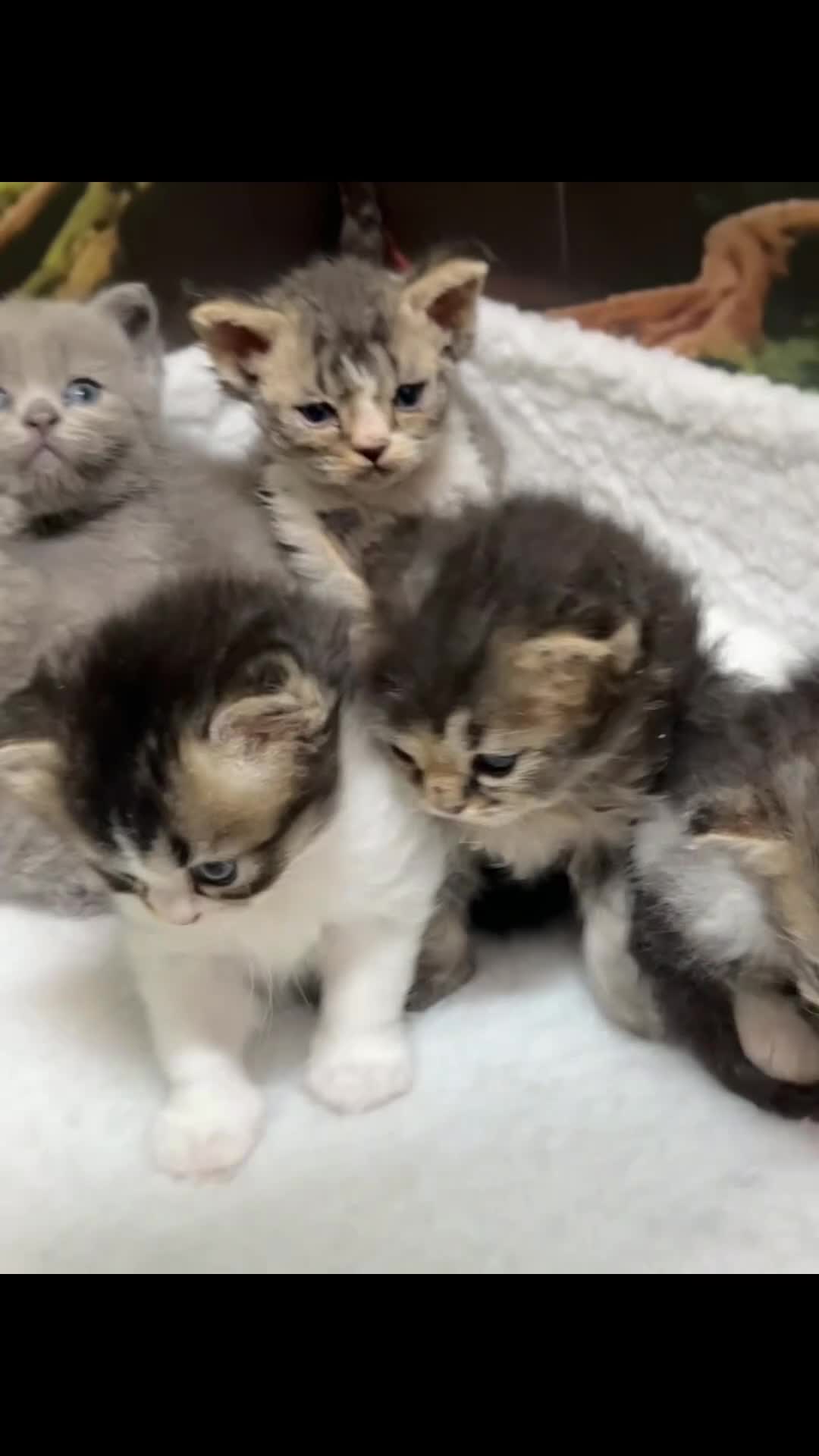 Selkirk Rex cats for sale: Gorgeous Selkirk rex kittens 😻 - Video 1