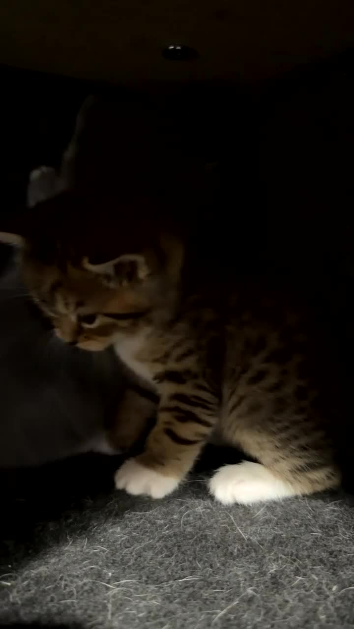 British Shorthair cats for sale: British short hair  - Video 5