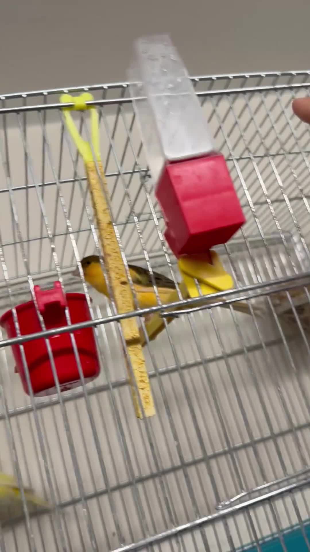 Cockatiels birds for sale: Cocktails for sale - Video 1