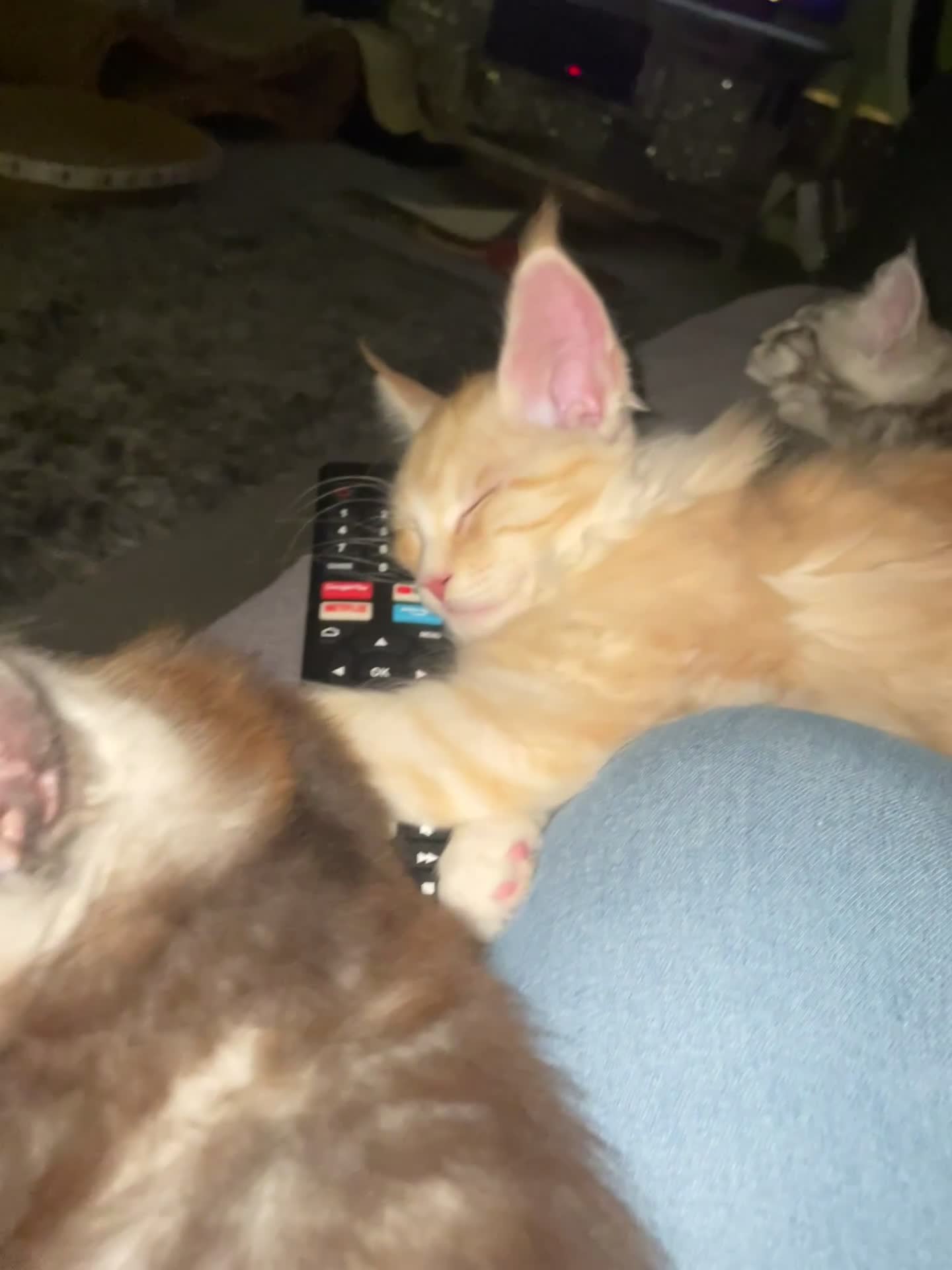 Maine Coon cats for sale: TICA registered Maine coon kittens  - Video 1